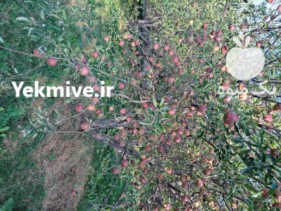 فروش زیر درختی سیب در بستان آباد در گروه خرید و فروش سیب در یکمیوه -عکس4