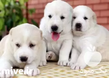 قیمت خرید سگ آلابای روس محافظی در کرج در گروه سگ و گربه در یکمیوه -عکس1