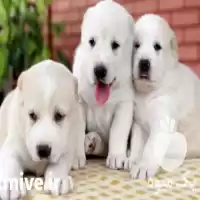 قیمت خرید سگ آلابای روس محافظی در کرج در گروه سگ و گربه در یکمیوه