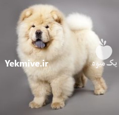 خرید و فروش سگ چاو چاو در آسارا در گروه سگ و گربه در یکمیوه -عکس1