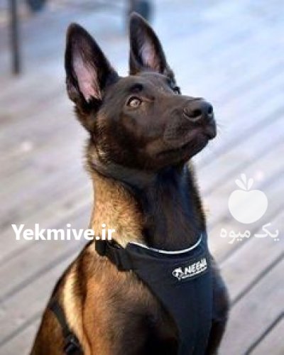 خرید و فروش سگ مالینویز در مشکین دشت در گروه سگ و گربه در یکمیوه -عکس1