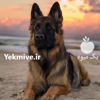 خرید و فروش سگ ژرمن شپرد شولاین در گروه سگ و گربه در یکمیوه -عکس1