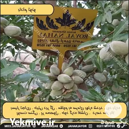 پیش فروش نهال بادام تونو در تهران در گروه خرید و فروش نهال بادام در یکمیوه -عکس1