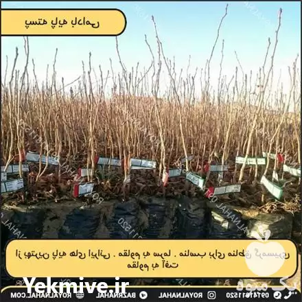 پیش فروش نهال پسته بادامی در تهران در گروه خرید و فروش نهال پسته در یکمیوه -عکس1