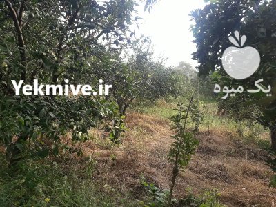 نارنگی ژاپنی زودرس در بابل  در گروه خرید و فروش نارنگی در یکمیوه -عکس1