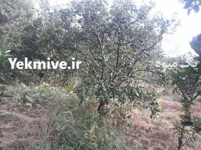 نارنگی ژاپنی زودرس در بابل  در گروه خرید و فروش نارنگی در یکمیوه -عکس2