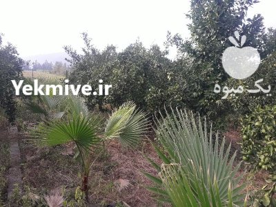 نارنگی ژاپنی زودرس در بابل  در گروه خرید و فروش نارنگی در یکمیوه -عکس3