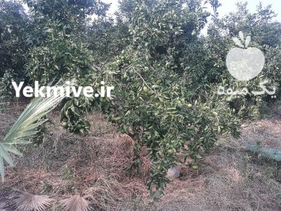 نارنگی ژاپنی زودرس در بابل  در گروه خرید و فروش نارنگی در یکمیوه -عکس4