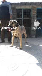 خرید و فروش سگ عراقی پژدر در ماهدشت در گروه سگ و گربه در یکمیوه