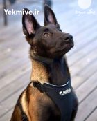 خرید و فروش سگ مالینویز در مشکین دشت در گروه سگ و گربه در یکمیوه