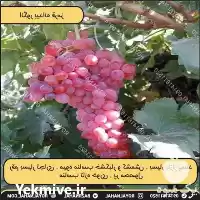 پیش فروش نهال انگور بیدانه سفید در گروه خرید و فروش نهال انگور در یکمیوه