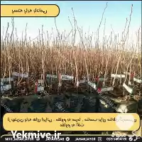 پیش فروش نهال پسته بادامی در تهران در گروه خرید و فروش نهال پسته در یکمیوه