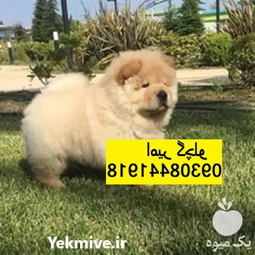 فروش چاو چاو توله چاو چاو در مهر در گروه سگ و گربه در یکمیوه -عکس1