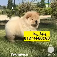 فروش چاو چاو توله چاو چاو در مهر در گروه سگ و گربه در یکمیوه