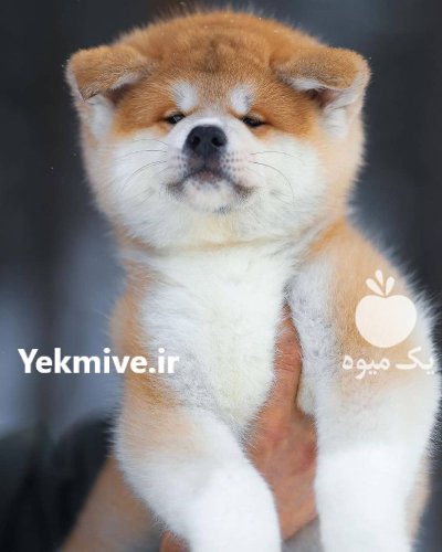 مرکز خرید و فروش سگ اکیتا در کرج در گروه سگ و گربه در یکمیوه -عکس1