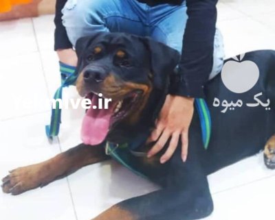 مرکز خرید و فروش سگ روتوایلر در باقرشهر در گروه سگ و گربه در یکمیوه -عکس1
