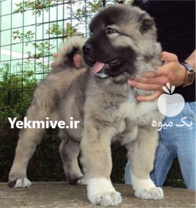 مرکز خرید و فروش سگ عراقی در گرمدره در گروه سگ و گربه در یکمیوه -عکس1