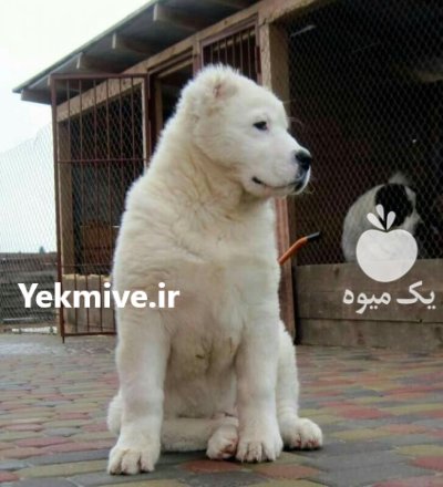 مرکز خرید و فروش سگ الابای در کرج در گروه سگ و گربه در یکمیوه -عکس1