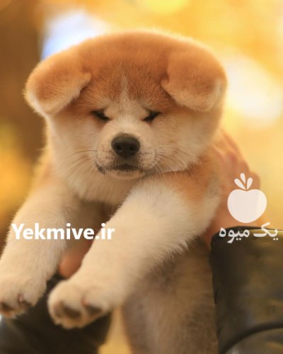 مرکز خرید و فروش سگ اکیتا در کمال شهر در گروه سگ و گربه در یکمیوه -عکس1