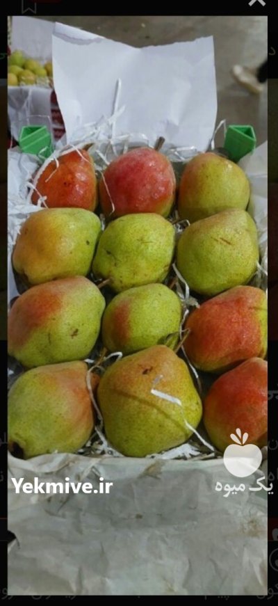 8 تن گلابی درگزی در نیشابور در گروه خرید و فروش گلابی در یکمیوه -عکس1