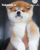 مرکز خرید و فروش سگ اکیتا در کرج در گروه سگ و گربه در یکمیوه