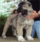 مرکز خرید و فروش سگ عراقی در گرمدره در گروه سگ و گربه در یکمیوه