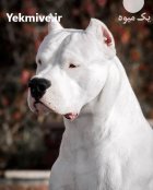 مرکز خرید و فروش سگ داگو در گروه سگ و گربه در یکمیوه