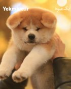 مرکز خرید و فروش سگ اکیتا در کمال شهر در گروه سگ و گربه در یکمیوه