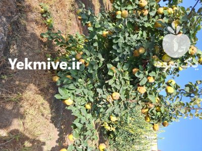 حدود 30 تن میوه به اصفهان در پارس آباد در گروه خرید و فروش میوه به در یکمیوه -عکس1