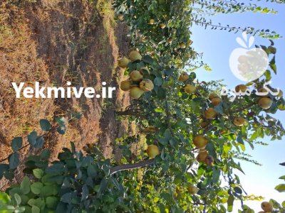 حدود 30 تن میوه به اصفهان در پارس آباد در گروه خرید و فروش میوه به در یکمیوه -عکس2