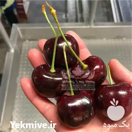 قیمت خرید نهال گیلاس دلارکا در تهران در گروه خرید و فروش نهال میوه در یکمیوه -عکس1