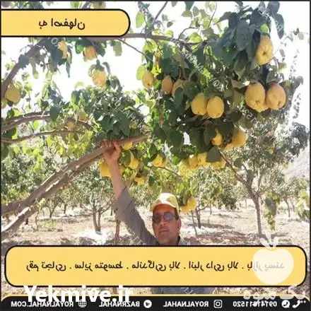 پیش فروش نهال به اصفهانی اناناسی در تهران در گروه خرید و فروش نهال به در یکمیوه -عکس1