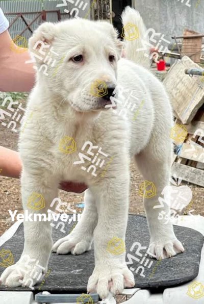 خرید فروش پاییزه سگ های نگهبان در تهران در گروه سگ و گربه در یکمیوه -عکس1