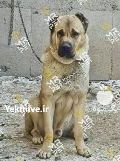 خرید فروش پاییزه سگ های نگهبان در تهران در گروه سگ و گربه در یکمیوه -عکس2