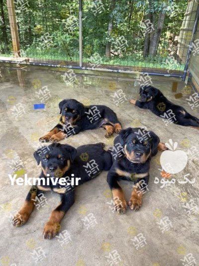 خرید فروش پاییزه سگ های نگهبان در تهران در گروه سگ و گربه در یکمیوه -عکس3