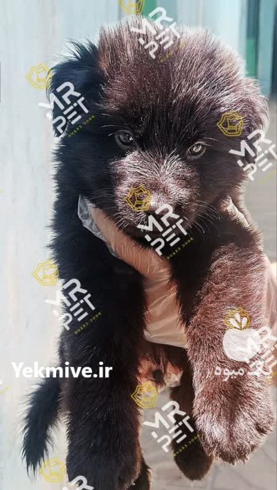 خرید فروش پاییزه سگ های نگهبان در تهران در گروه سگ و گربه در یکمیوه -عکس4