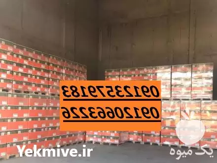 فروش بذر چفندرقند بهار و پائیز در تهران در گروه خرید و فروش بذر چغندر در یکمیوه -عکس1