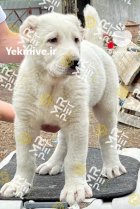 خرید فروش پاییزه سگ های نگهبان در تهران در گروه سگ و گربه در یکمیوه