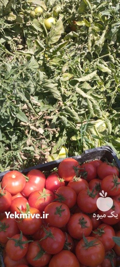 گوجه فرنگی 8320 در کبودرآهنگ در گروه خرید و فروش گوجه فرنگی در یکمیوه -عکس1