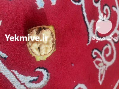 فروش گردو تازه امسالی در مشهد در گروه خرید و فروش گردو در یکمیوه -عکس3