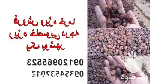 فروش ویژه خرما ریزه خاصویی در تهران در گروه خرید و فروش خرما در یکمیوه -عکس1