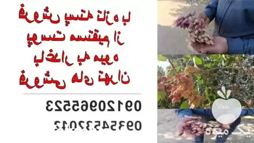 پسته تازه با پوست مستقیم در تهران در گروه خرید و فروش پسته در یکمیوه -عکس1