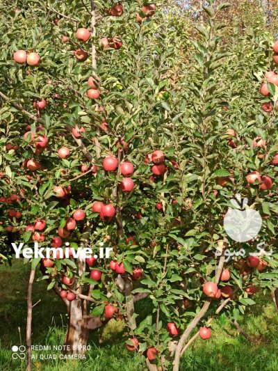 50 تن سیب زرد قرمز سوپر لوکس مشگین در مشگین شهر در گروه خرید و فروش سیب در یکمیوه -عکس1