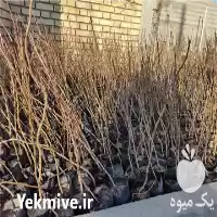 قیمت خرید نهال پسته احمد اقایی در گروه خرید و فروش نهال پسته در یکمیوه
