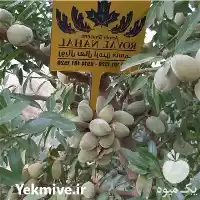 قیمت خرید نهال بادام اذر در تهران در گروه خرید و فروش نهال بادام در یکمیوه