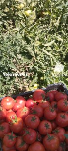 گوجه فرنگی 8320 در کبودرآهنگ