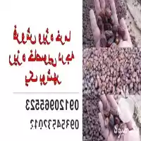 فروش ویژه خرما ریزه خاصویی در تهران در گروه خرید و فروش خرما در یکمیوه