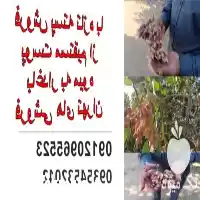 پسته تازه با پوست مستقیم در تهران در گروه خرید و فروش پسته در یکمیوه