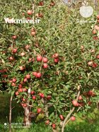 50 تن سیب زرد قرمز سوپر لوکس مشگین در مشگین شهر در گروه خرید و فروش سیب در یکمیوه