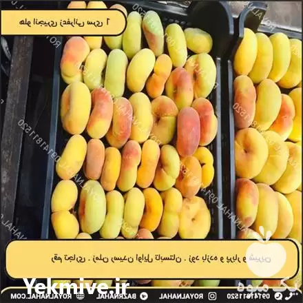 قیمت خرید نهال هلو انجیری زعفرانی در تهران در گروه خرید و فروش نهال در یکمیوه -عکس1